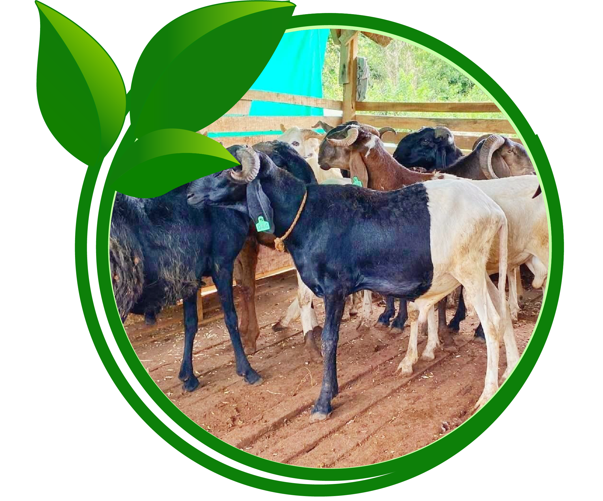 RVH Farms
